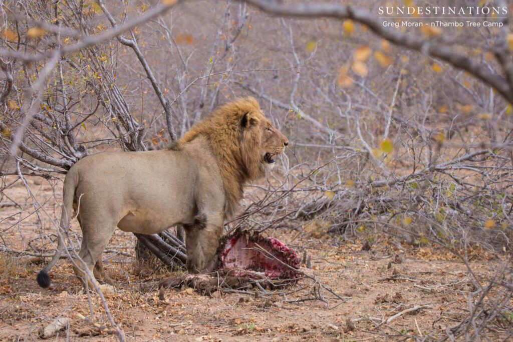 Mapoza dominating stolen buffalo kill