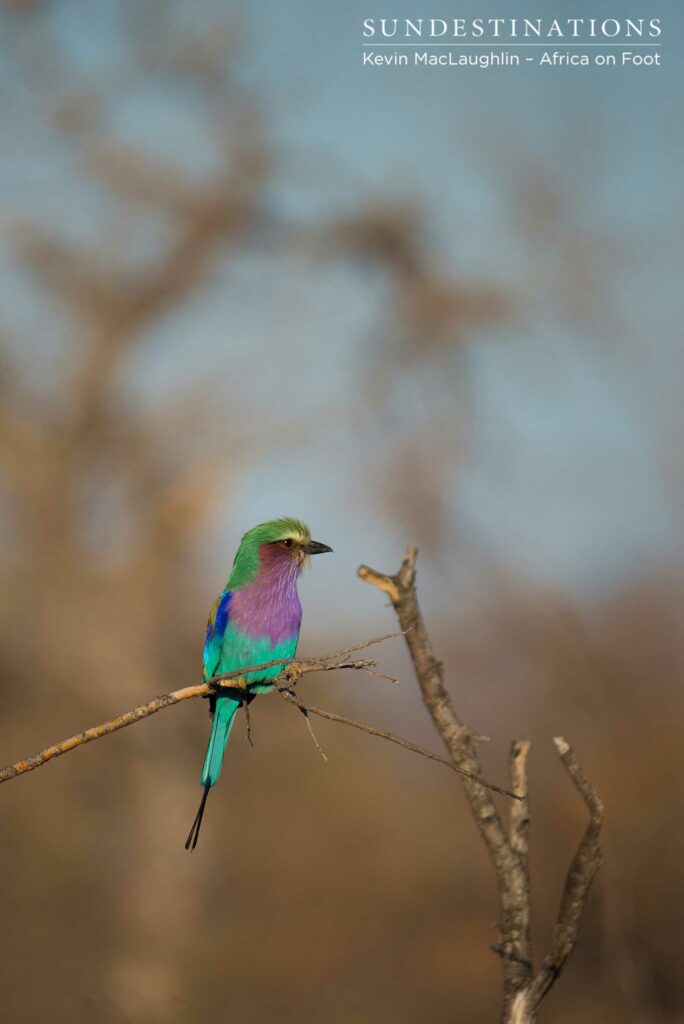A lilac-breasted roller stands out in a celebration of colour against the stark winter bush