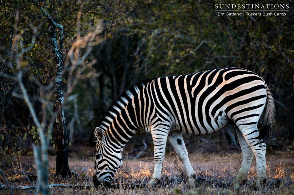 A uniquely striped zebra bows its head in preparation to mow the grass in the Tuskers concession A uniquely striped zebra bows its head in preparation to mow the grass in the Tuskers concession