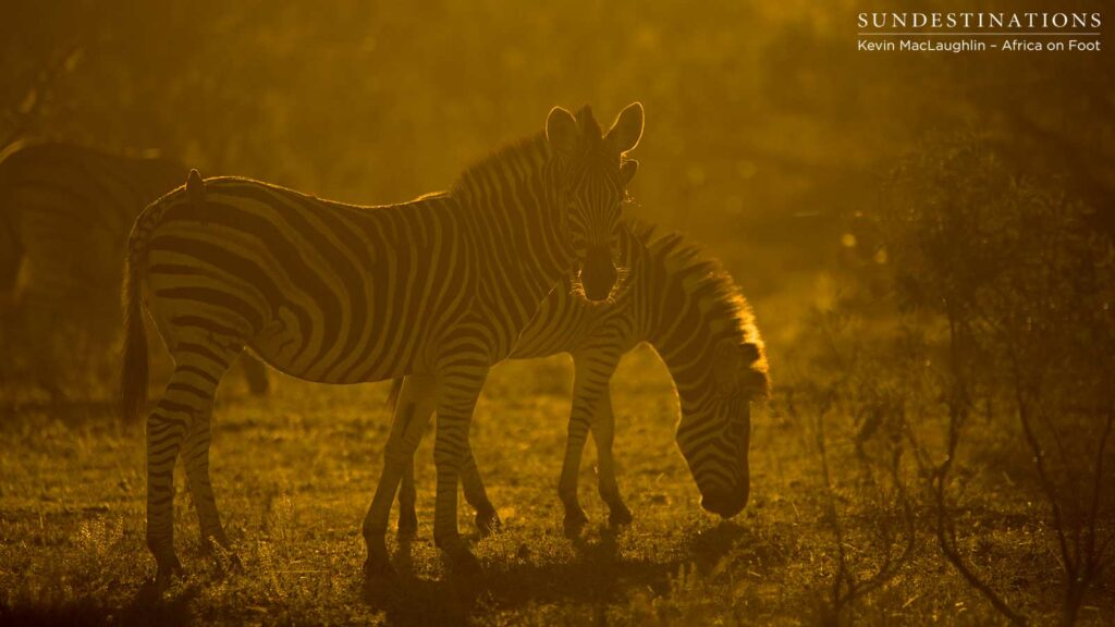 Sunset in the Klaserie spent with striking herd of zebra Sunset in the Klaserie spent with striking herd of zebra