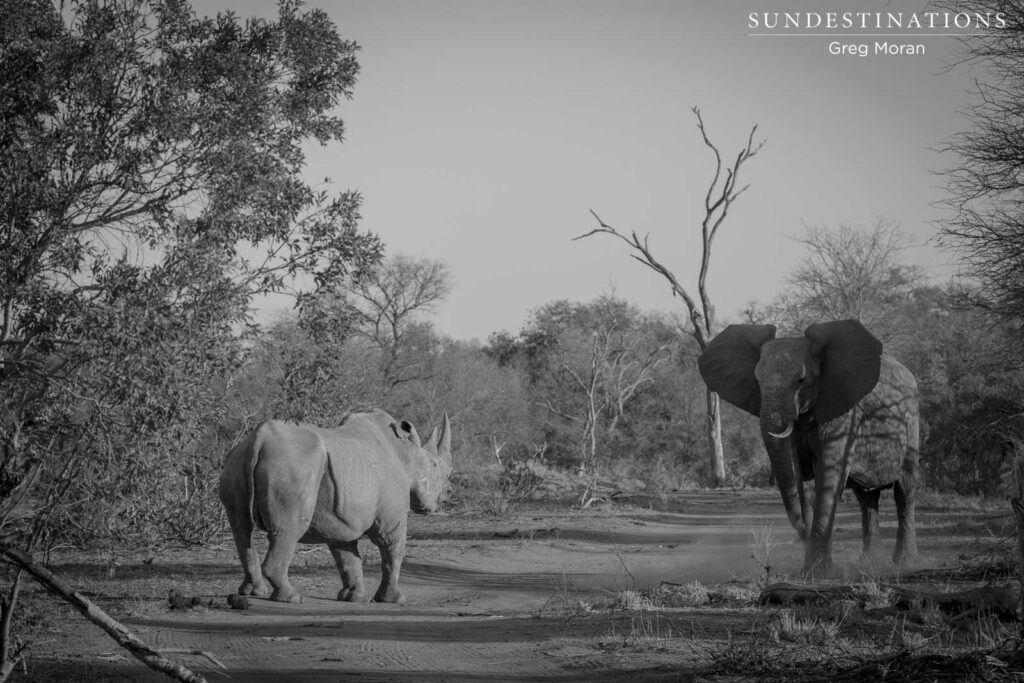 #WorldRhinoDay #WorldRhinoDay