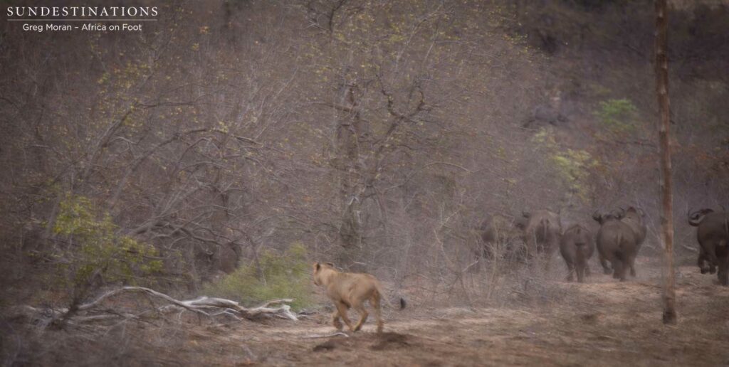 Hercules Pride on a buffalo hunt