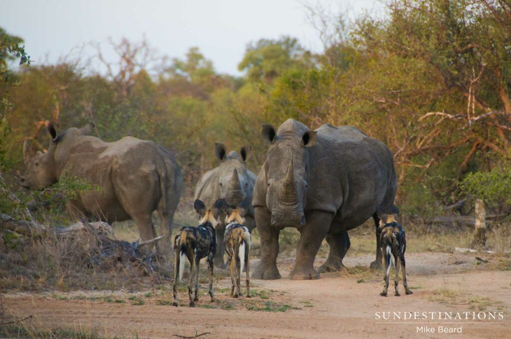 #WorldRhinoDay #WorldRhinoDay