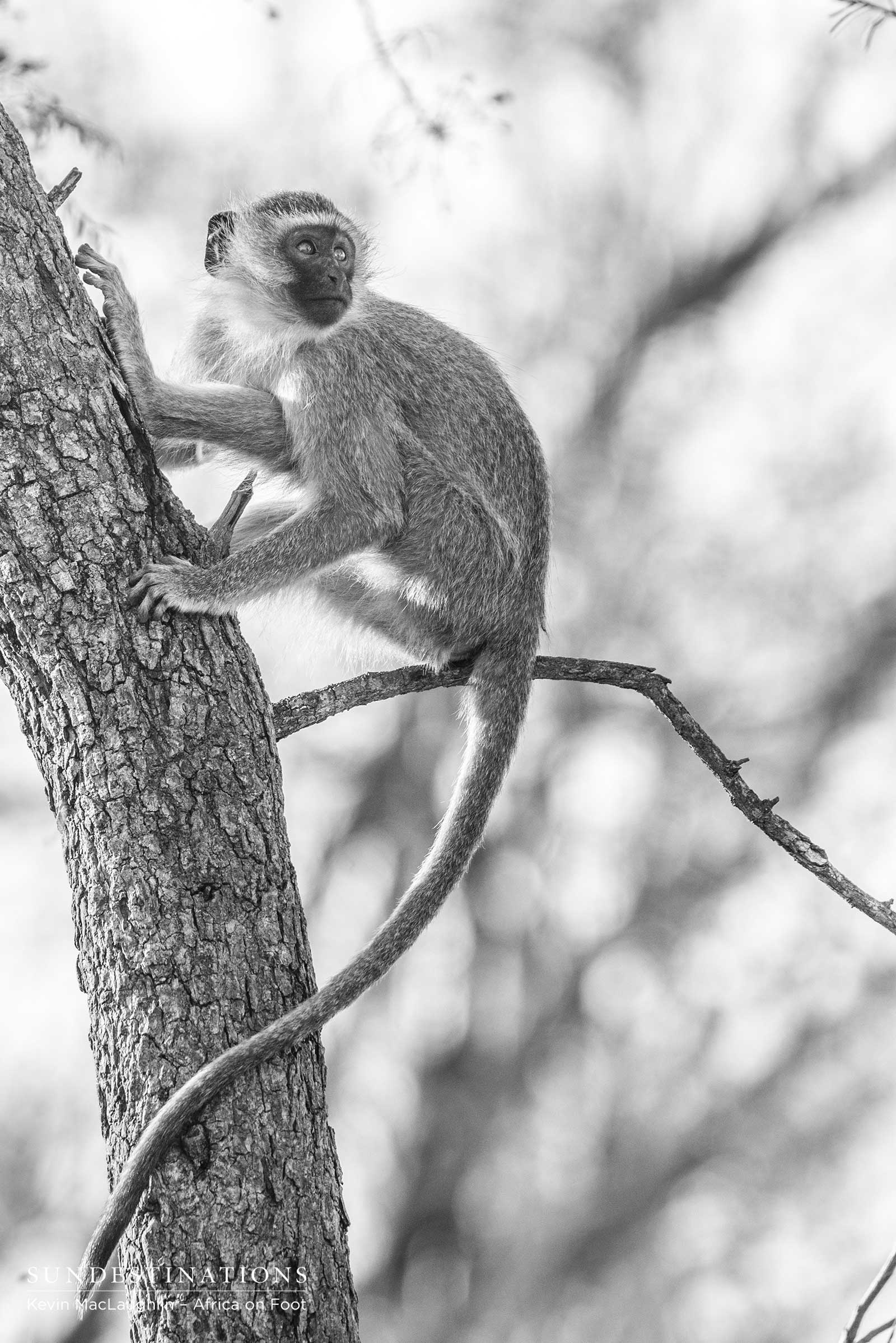 Africa On Foot Baboon