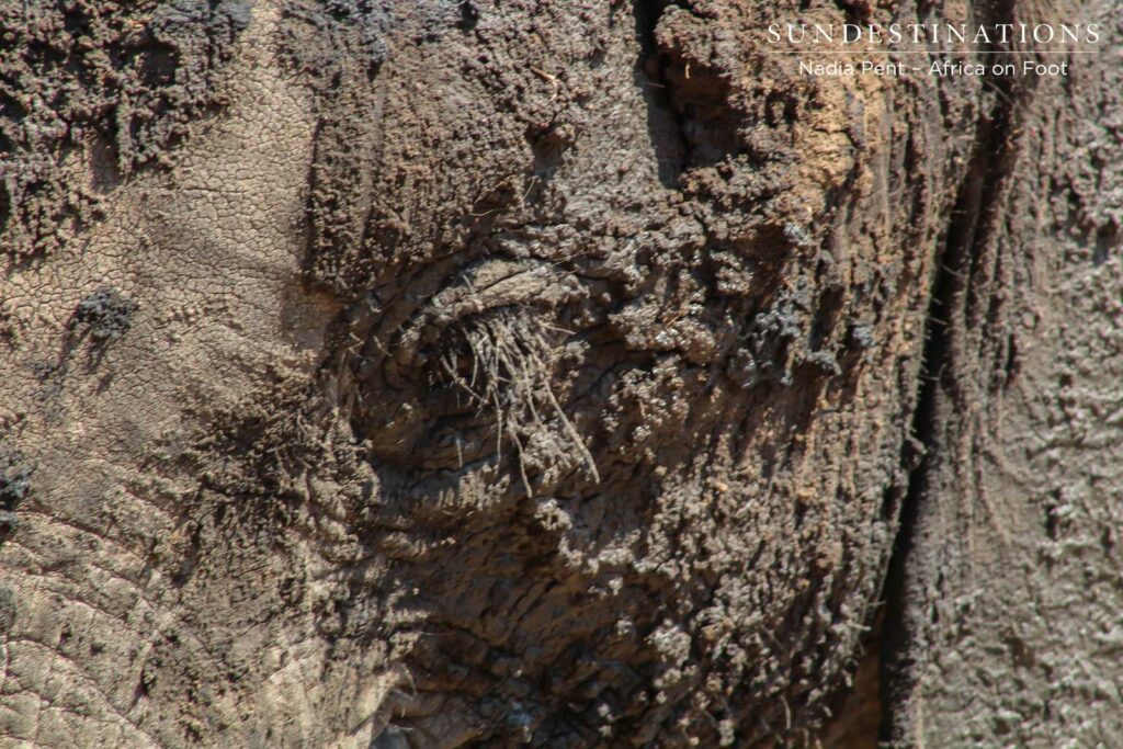 Africa on Foot Elephant - Mud