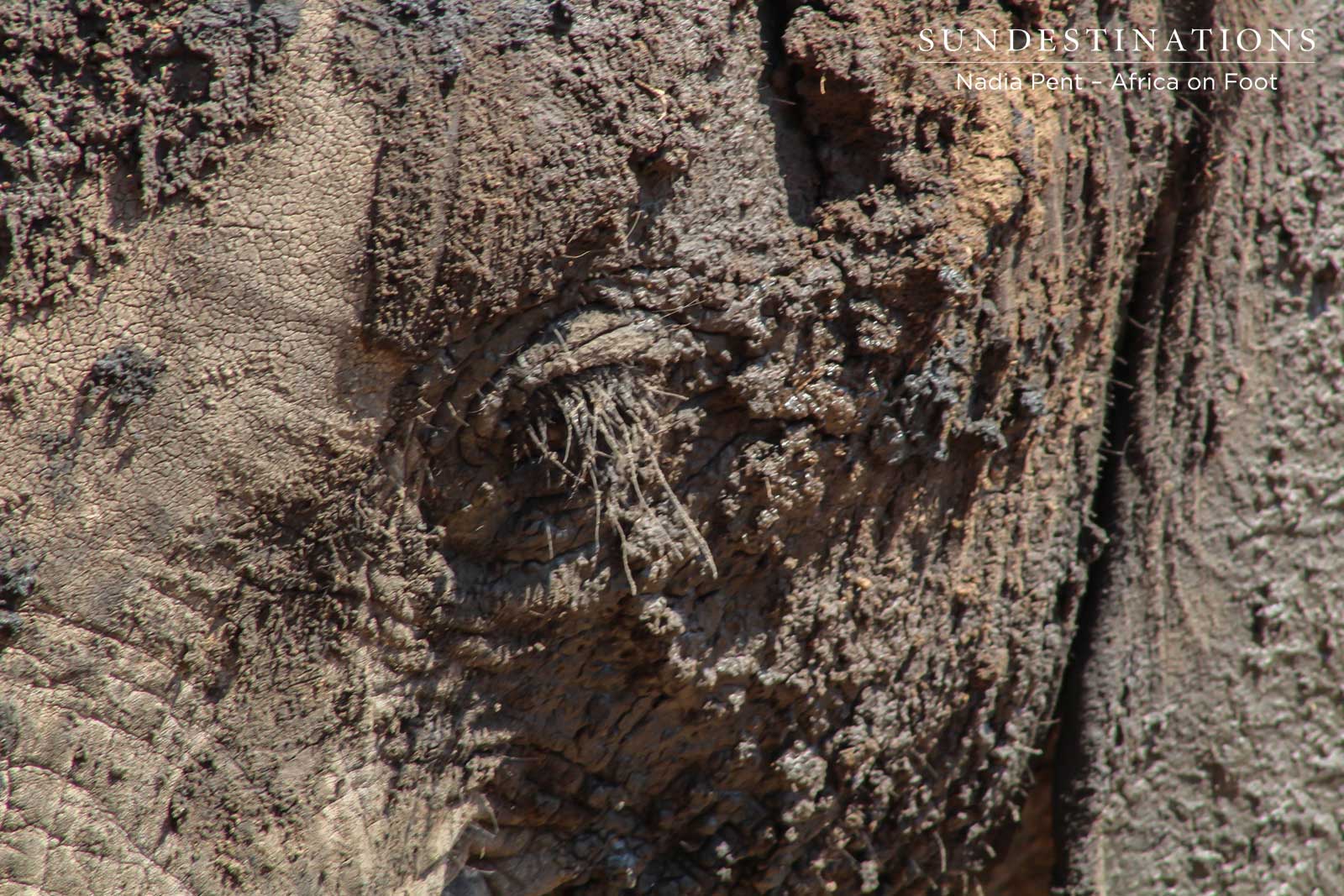 Africa on Foot Elephant - Mud