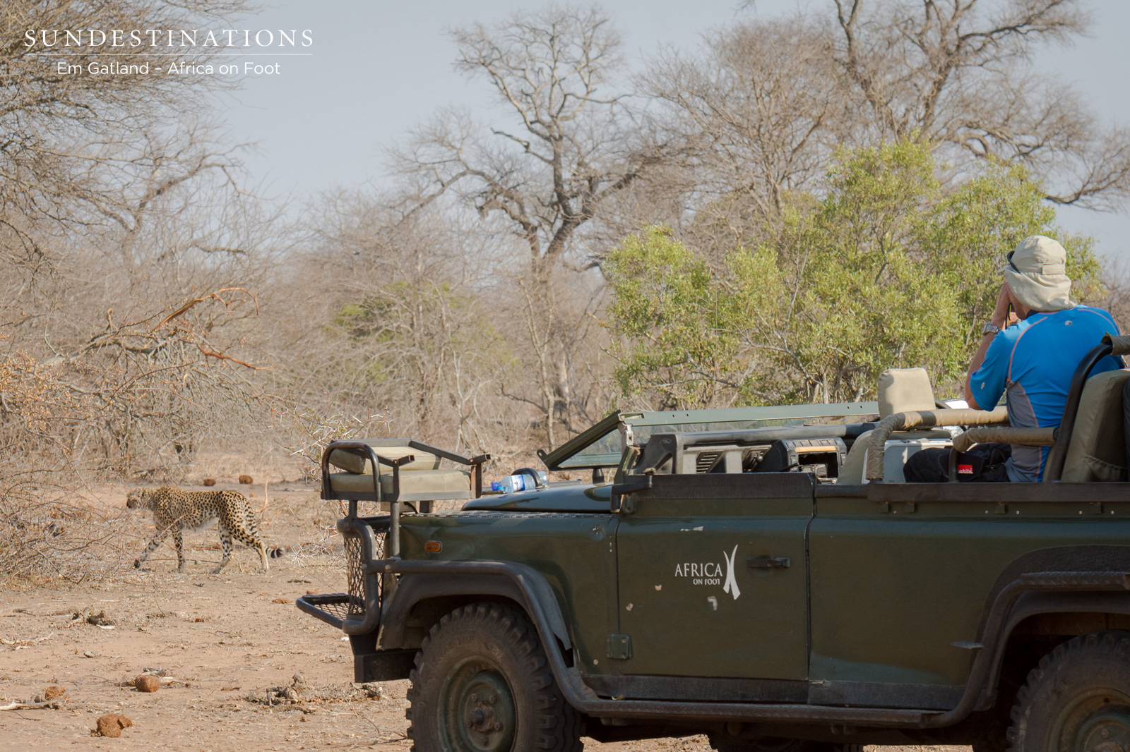 Africa on Foot Cheetah