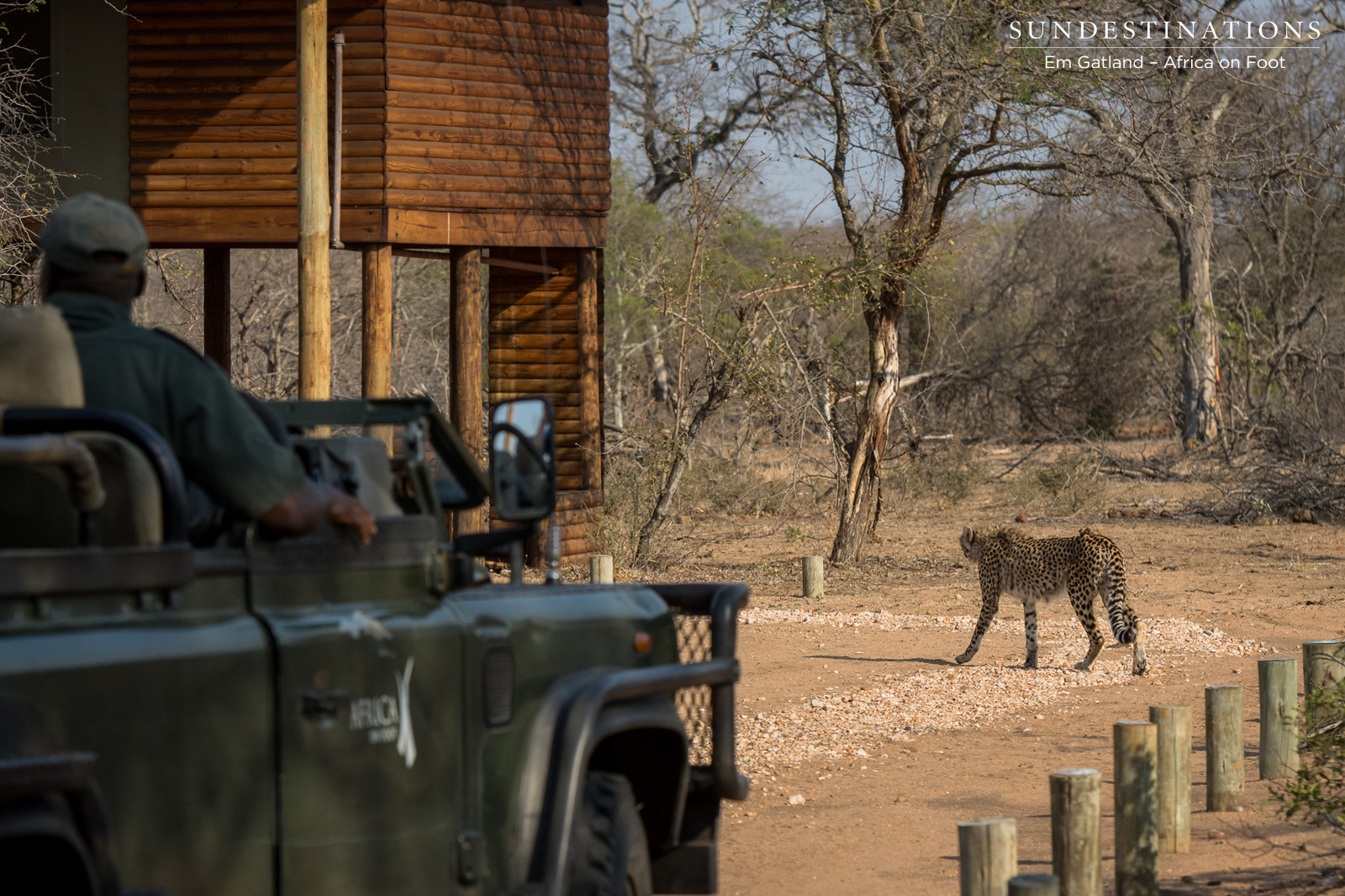 Africa On Foot with Cheetah