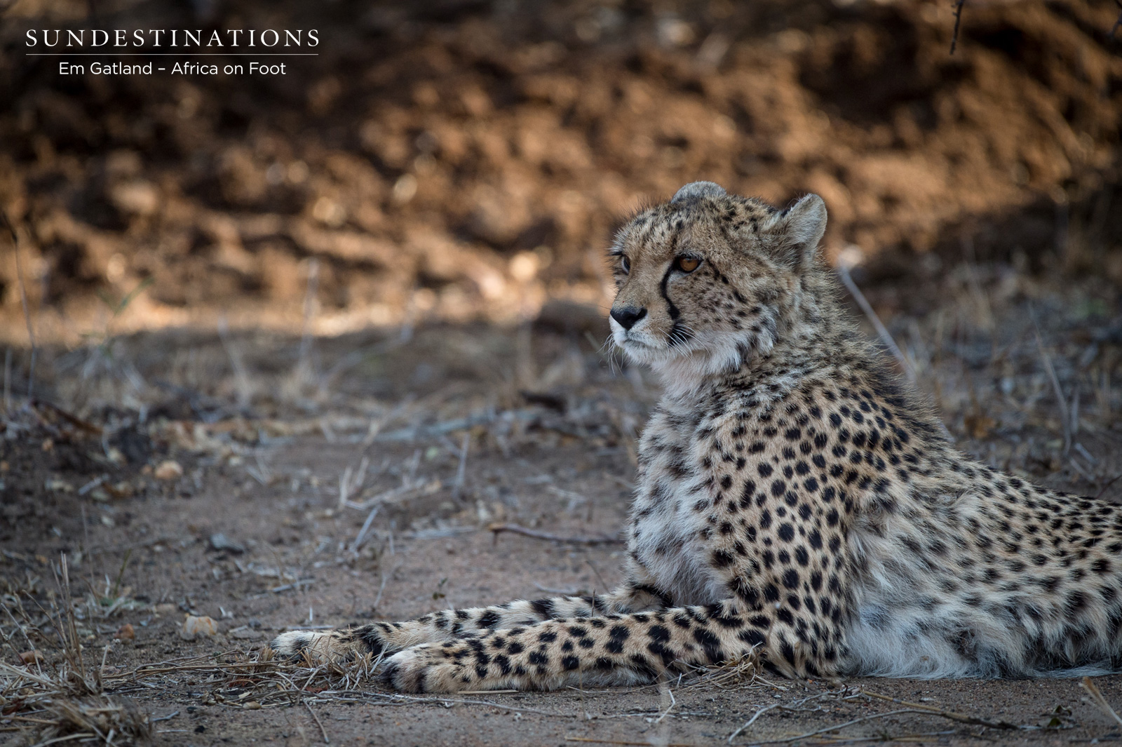 Africa on Foot Cheetah