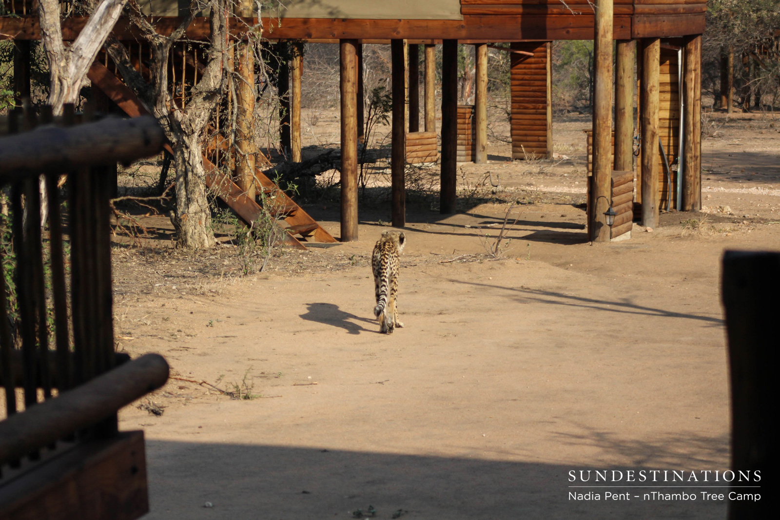 Cheetah Walks Towards Chalets