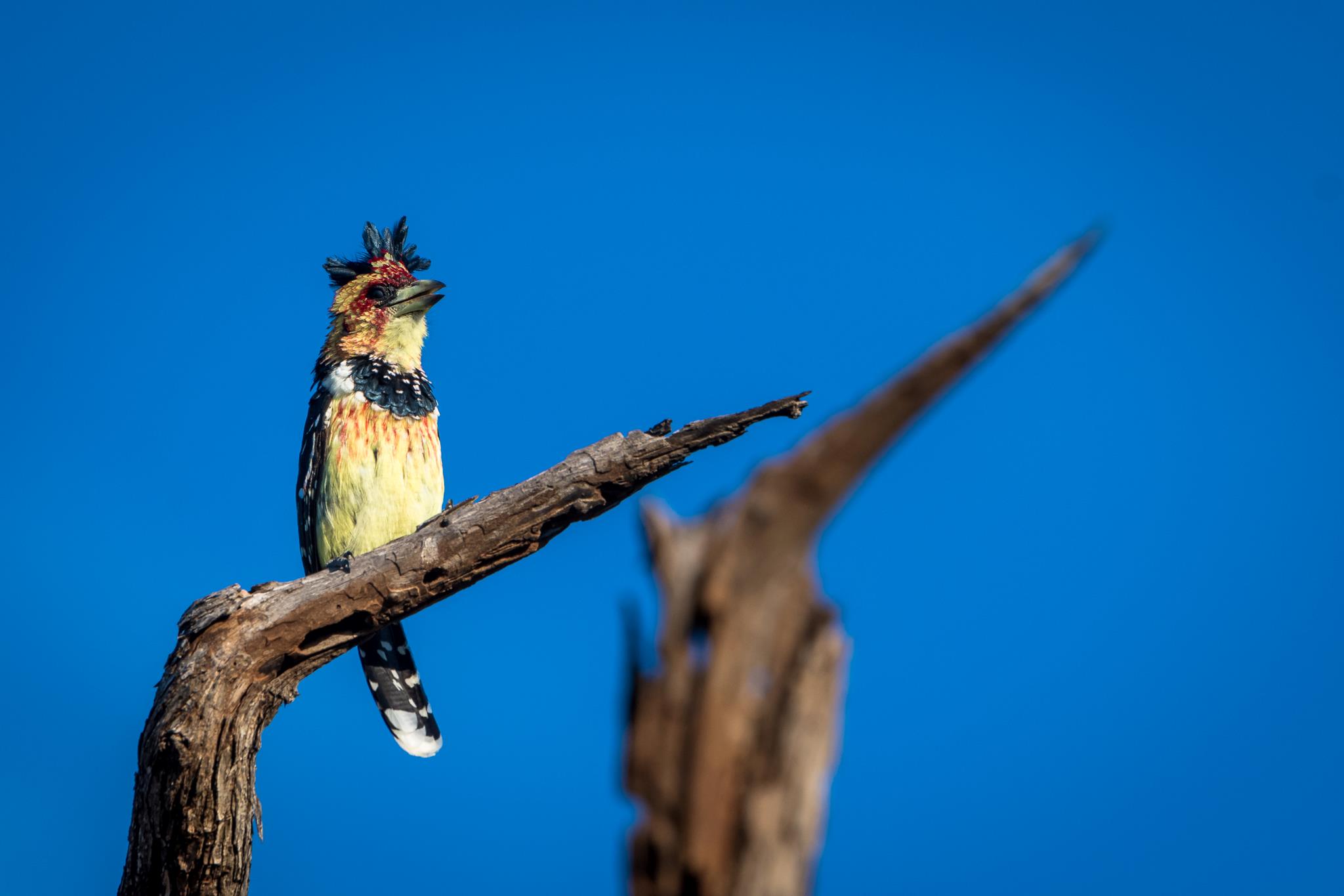 Crested Barbet in Greater Kruger