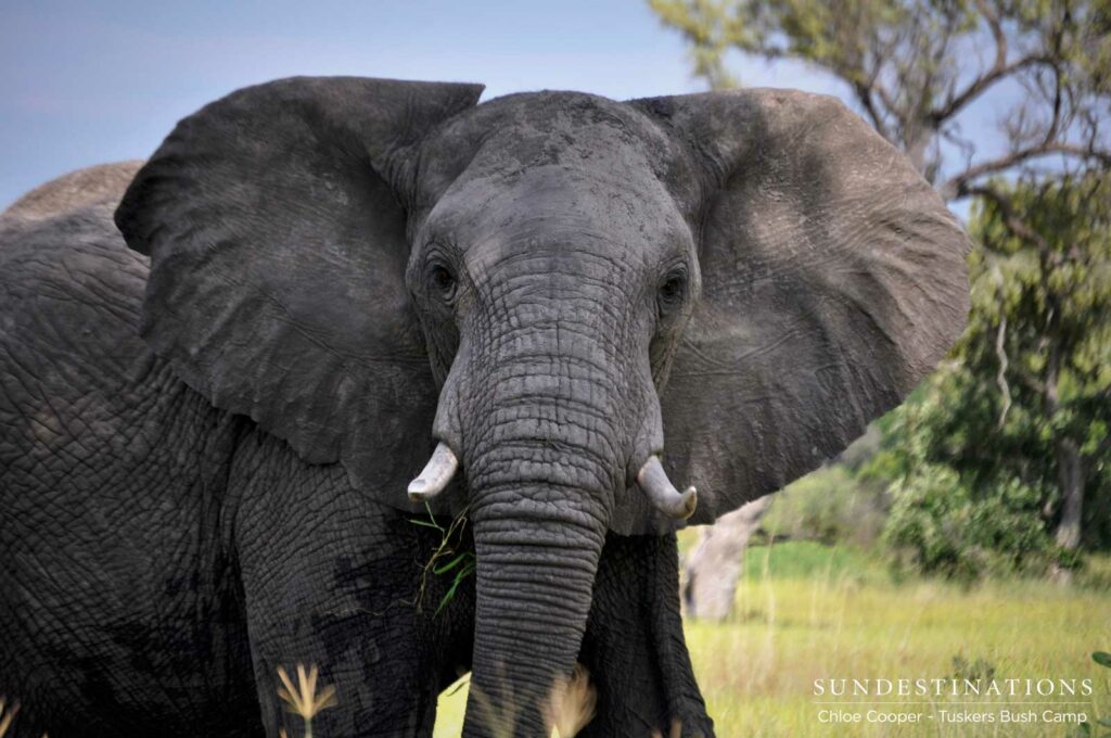 An elephant looks surprised to see us as it ambles through its vast and wild kingdom An elephant looks surprised to see us as it ambles through its vast and wild kingdom