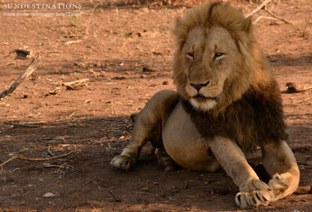 Charleston male lions seen at Umkumbe Safari Lodge