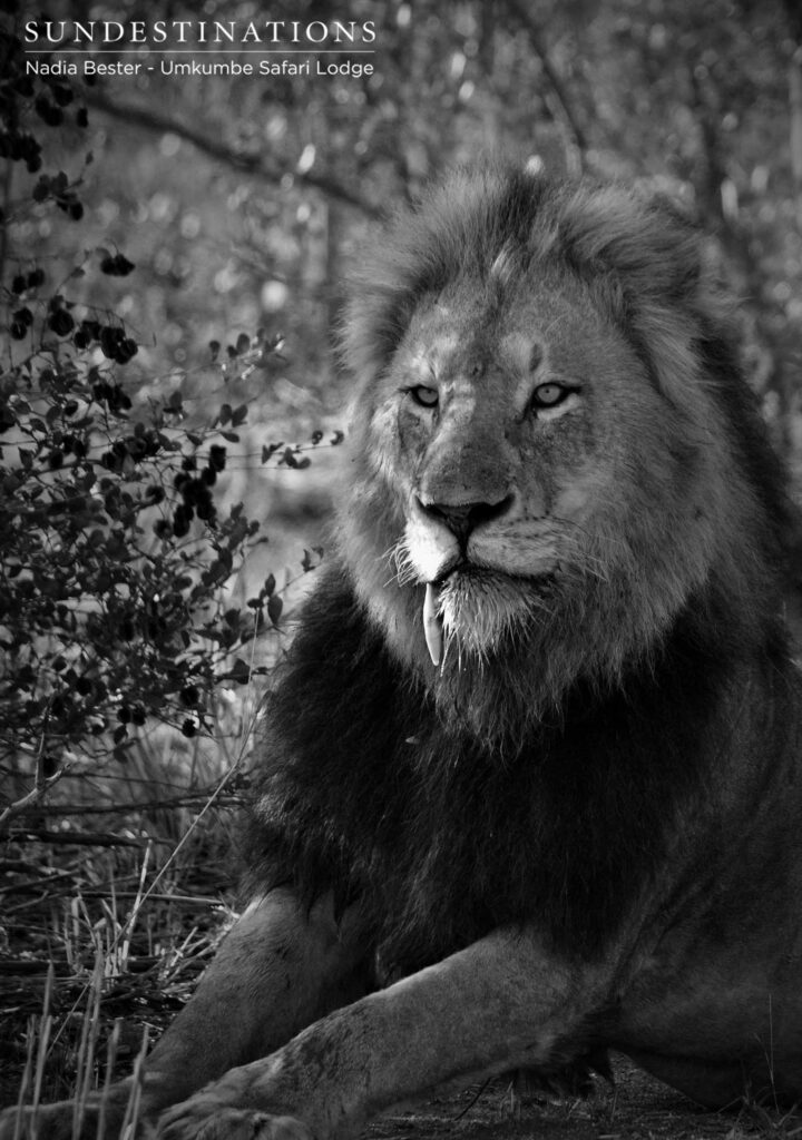 The regal Charleston male lion relaxing in the shade before he and his coalition brother moved to join up with the Southern Pride at a nearby waterhole The regal Charleston male lion relaxing in the shade before he and his coalition brother moved to join up with the Southern Pride at a nearby waterhole
