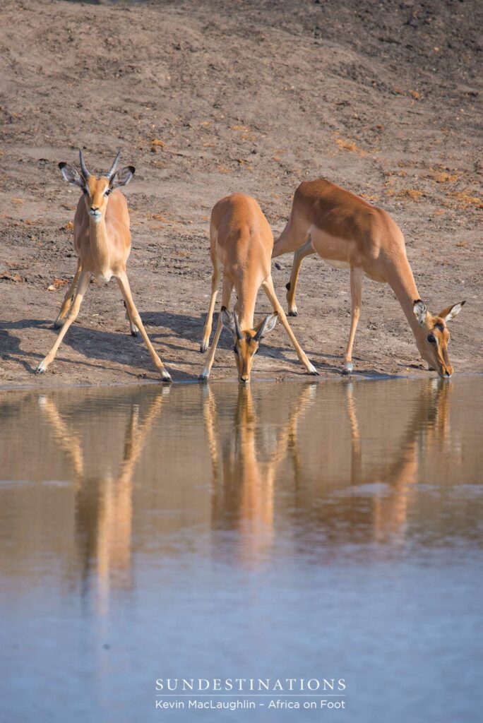 One impala looks alert as a herd gathers to drink at a pan in the Klaserie One impala looks alert as a herd gathers to drink at a pan in the Klaserie