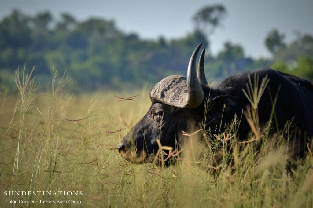 A buffalo bull moves steadily through the tall grass, keeping a wary eye on his surroundings A buffalo bull moves steadily through the tall grass, keeping a wary eye on his surroundings