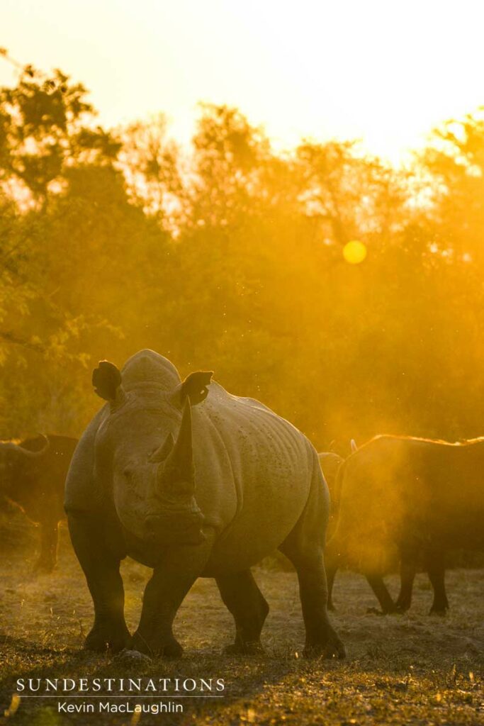 #WorldRhinoDay #WorldRhinoDay