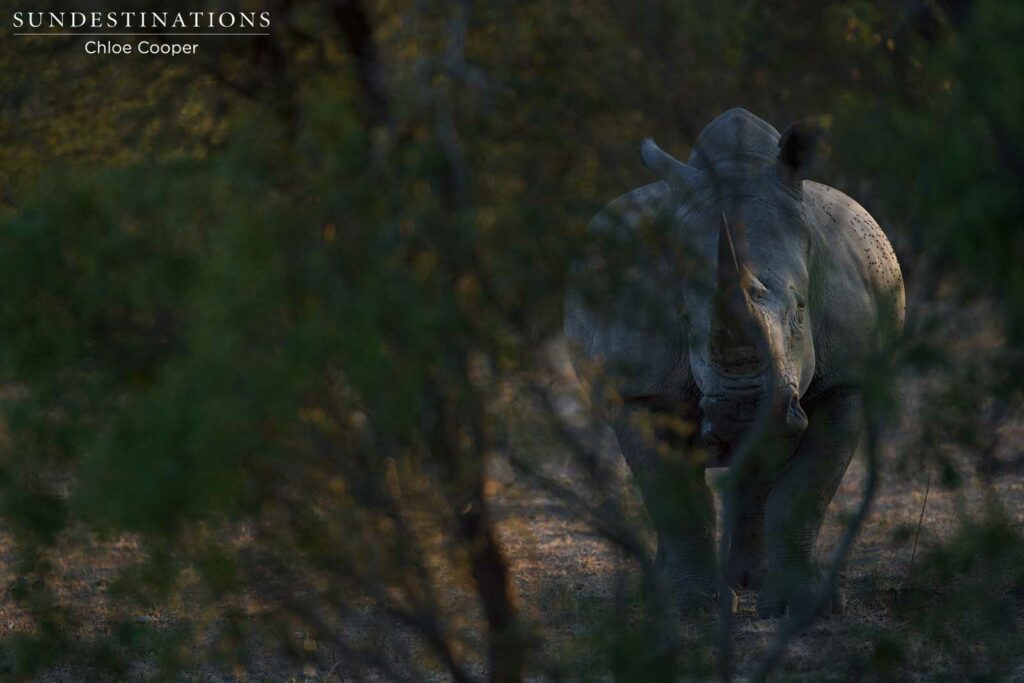 #WorldRhinoDay #WorldRhinoDay
