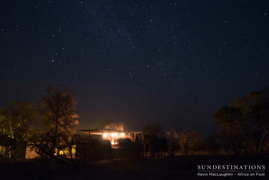Guests enjoying a honeymoon dinner with elephant visitors