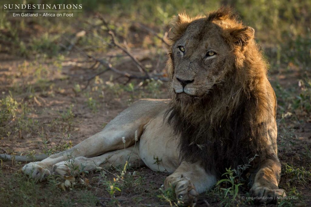Mabande male - likely male to have sired recent cubs Mabande male - likely male to have sired recent cubs