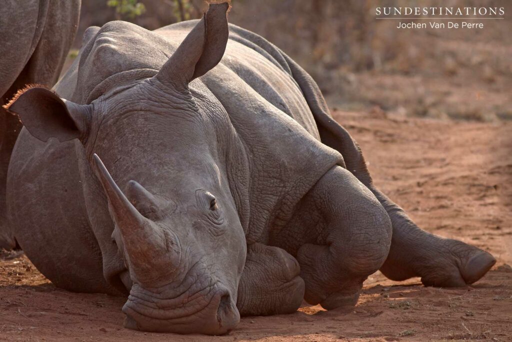 #WorldRhinoDay #WorldRhinoDay