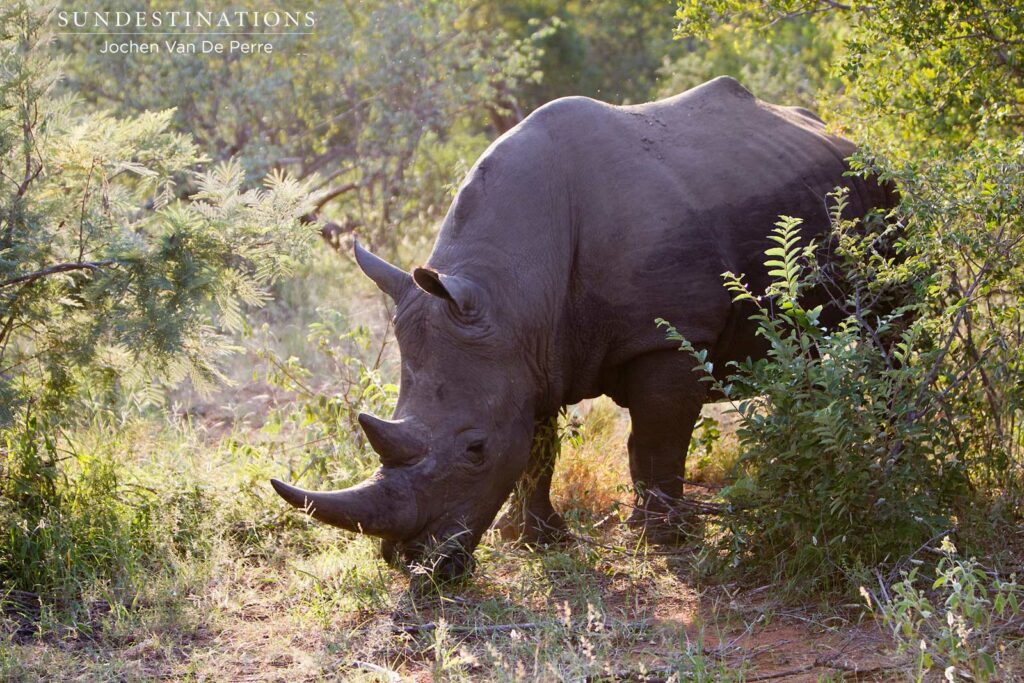 #WorldRhinoDay #WorldRhinoDay