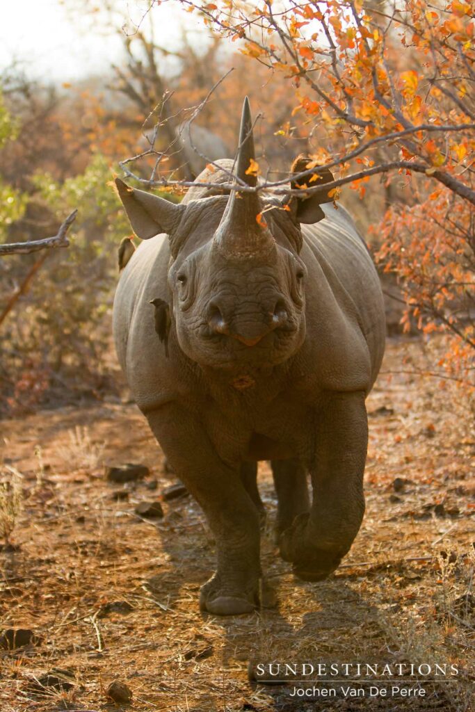#WorldRhinoDay #WorldRhinoDay
