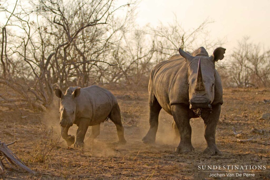 #WorldRhinoDay #WorldRhinoDay