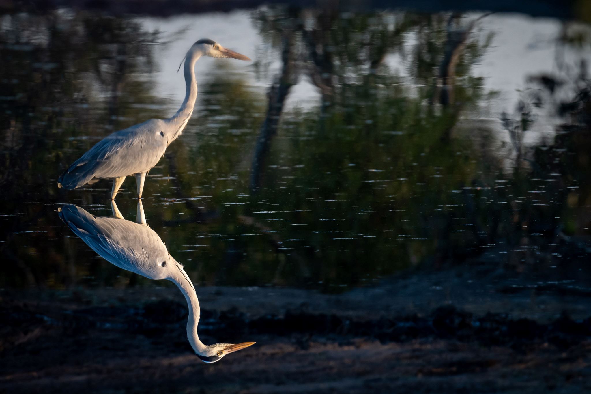 Grey Heron in Kruger