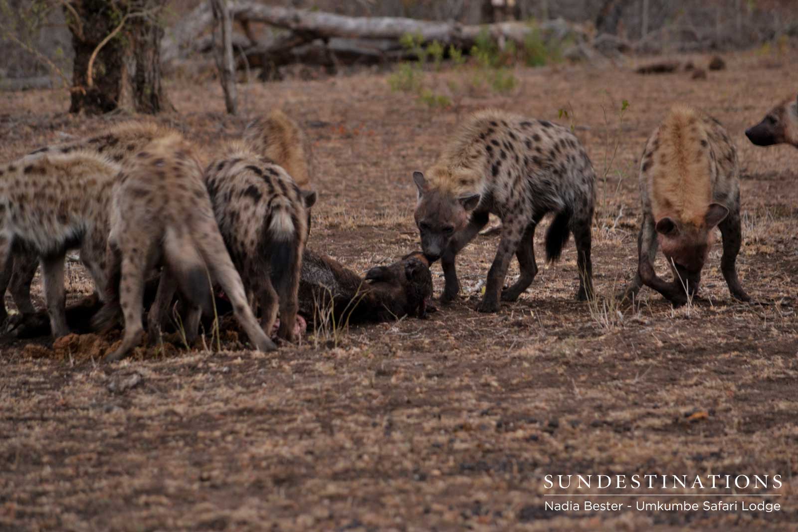 Hyenas on a Kill Hyenas on a Kill