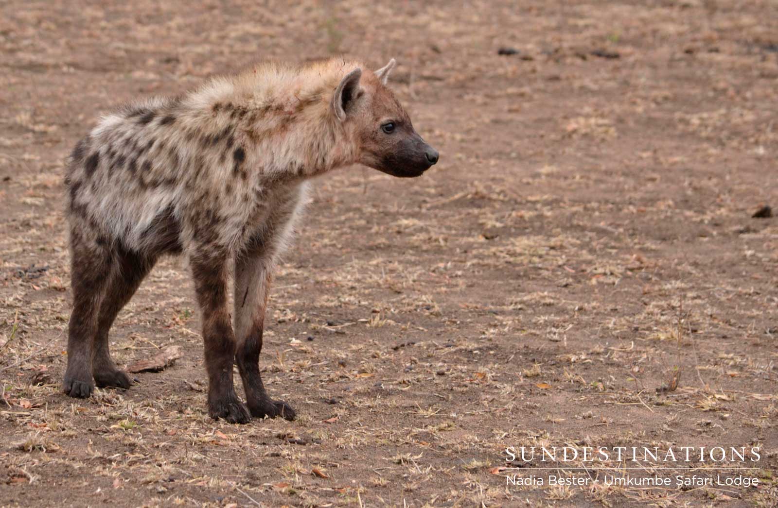 Hyena at Buffalo Kill Hyena at Buffalo Kill