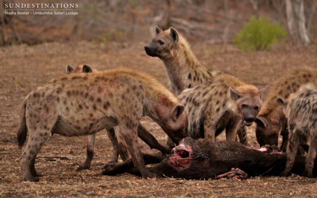Sabi Sand Hyenas on Kill