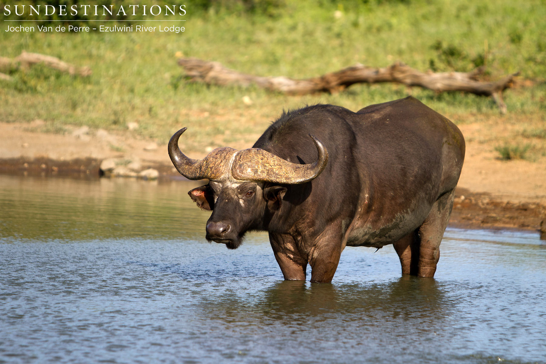 Buffalo at Dam - Balule