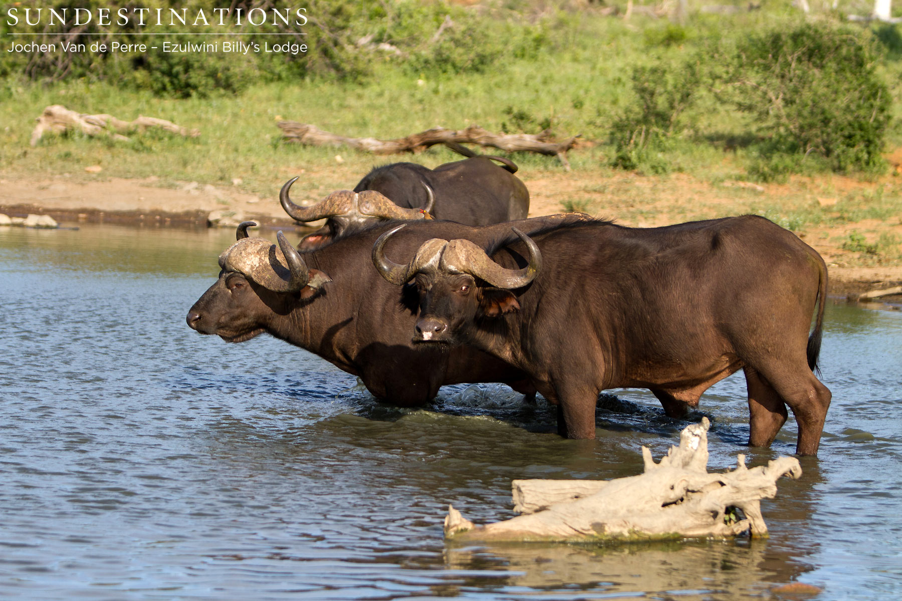 Cape Buffalo Ezulwini
