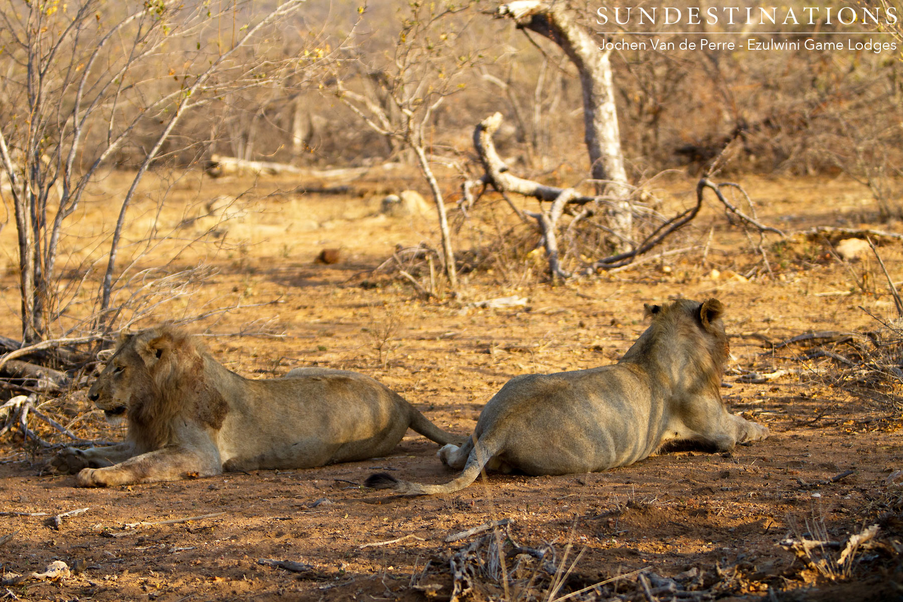 Mohlabetsi Males