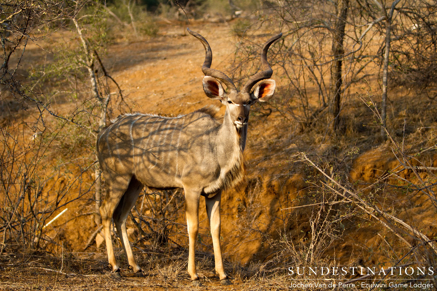 Kudu Bull - Ezulwini Game Lodges Kudu Bull - Ezulwini Game Lodges