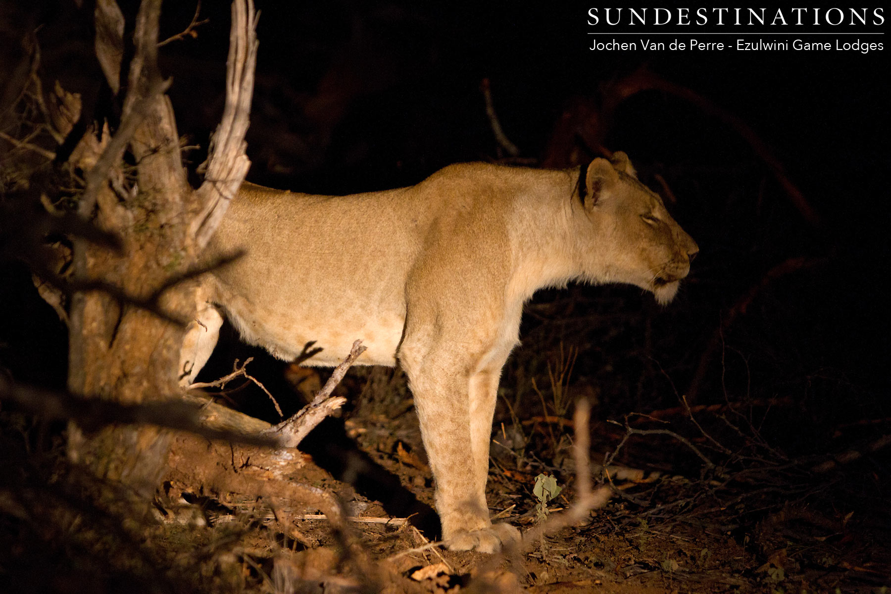 River Pride Lionesses