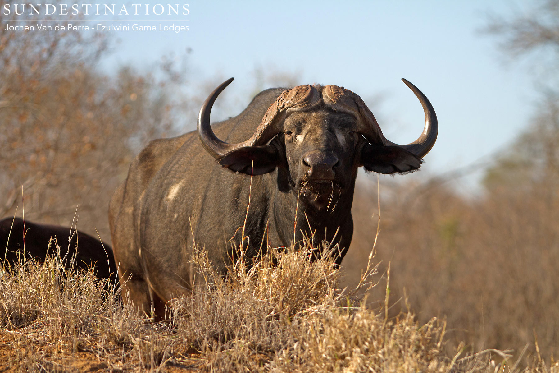 Buffalo Bull - Dagha Boy