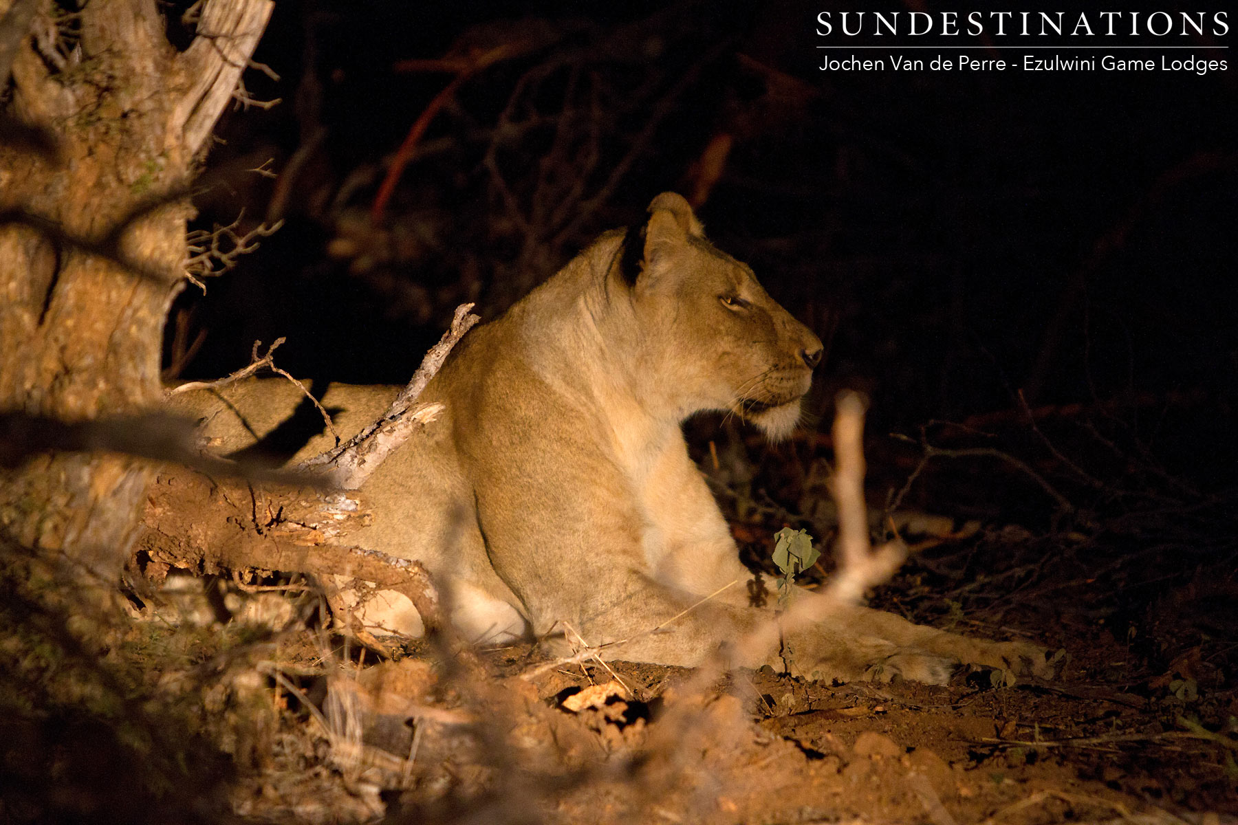 One of the River Pride Lionesses