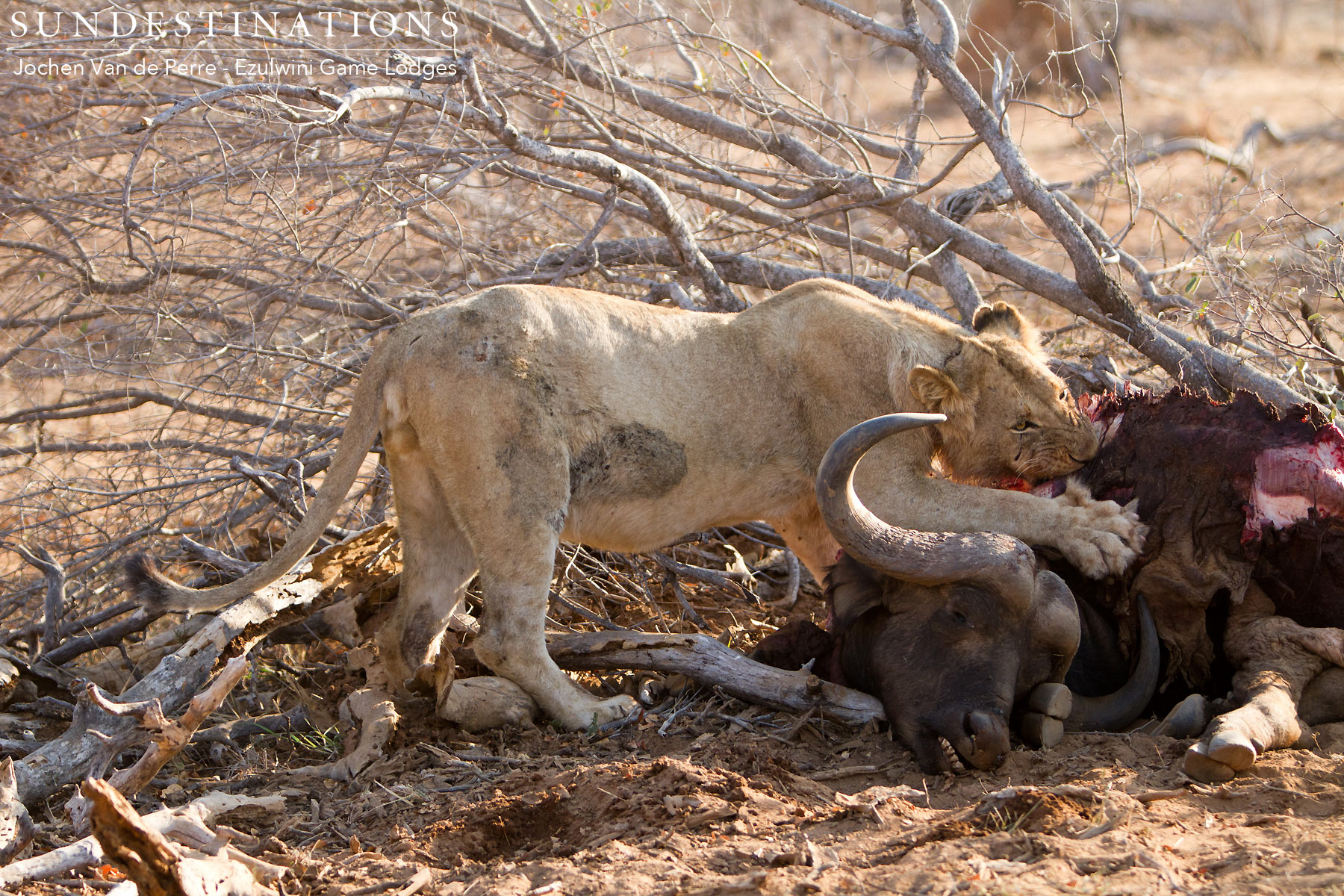 Lion on Kill