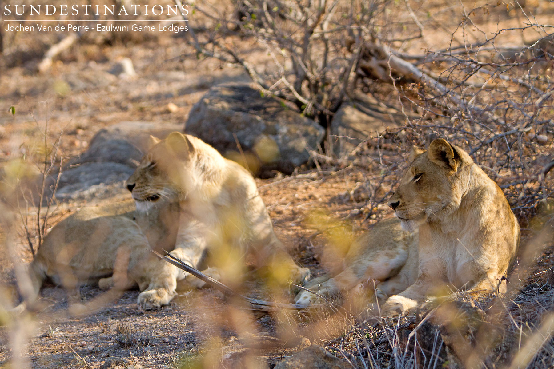 Lions from Duma's Pride