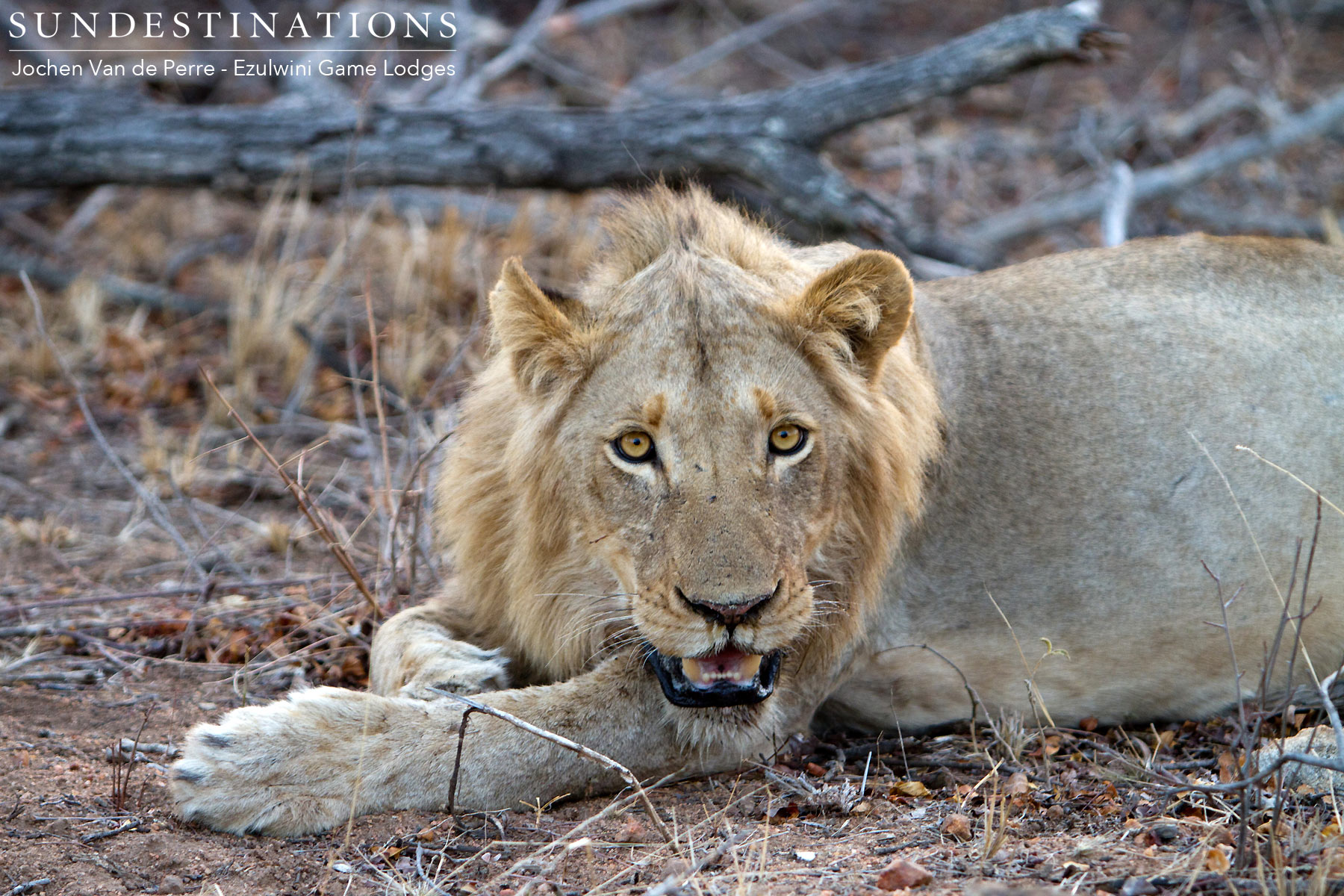 Mohlabetis 4 Lions Relaxing