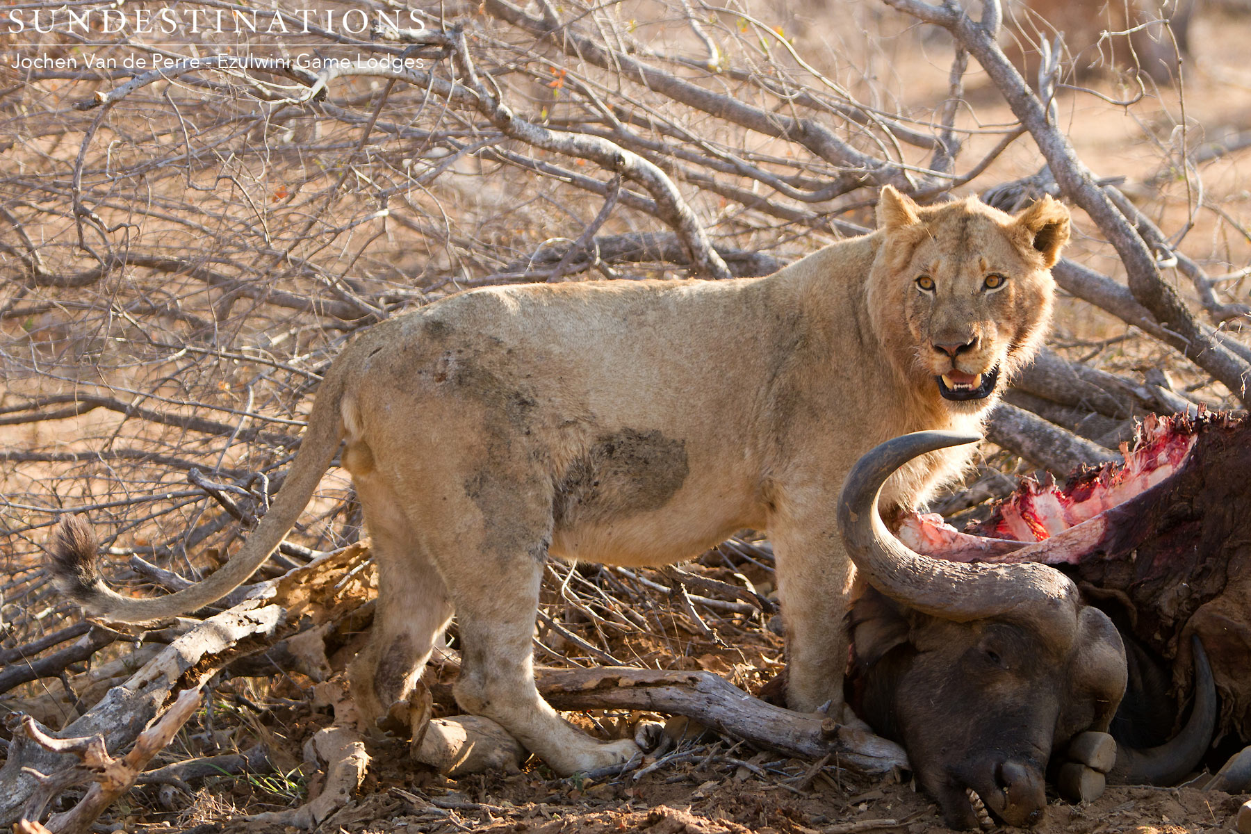 Mohlabetsi Lion Pride