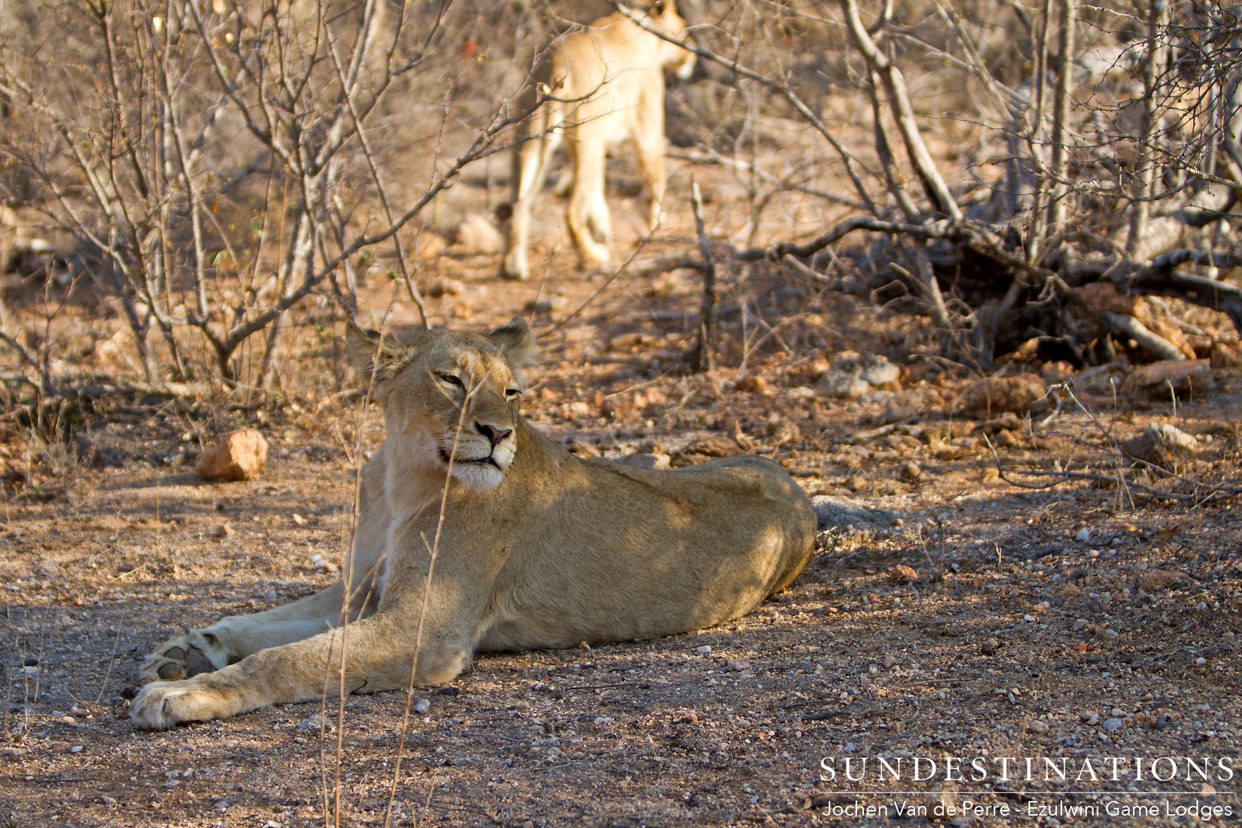 Ezulwini Lion Prides