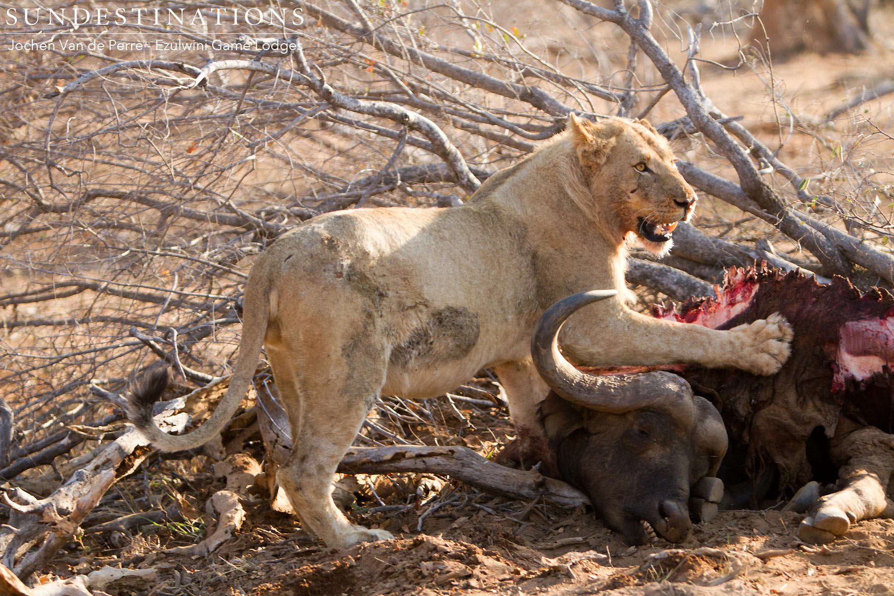 Mohlabetsi Pride with Buffalo Kill