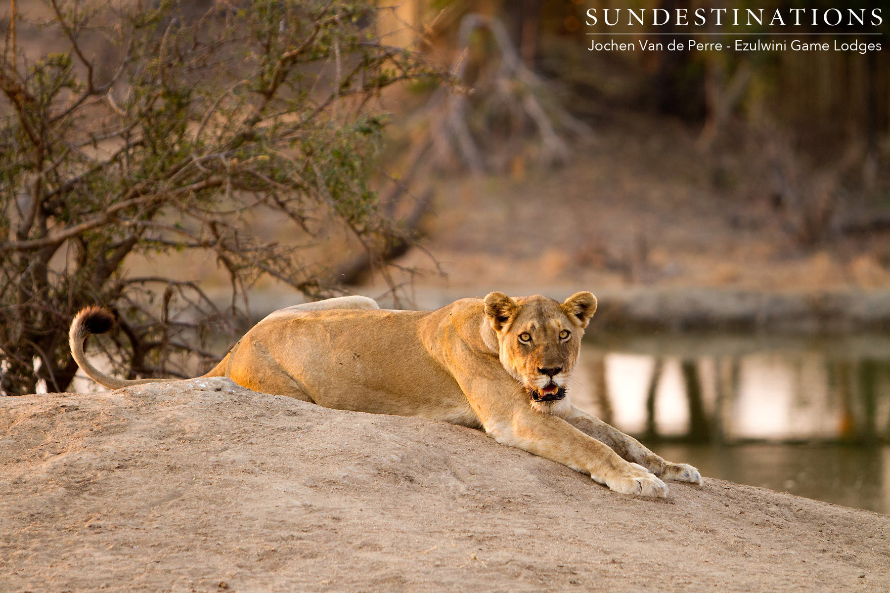 Lioness - River Pride