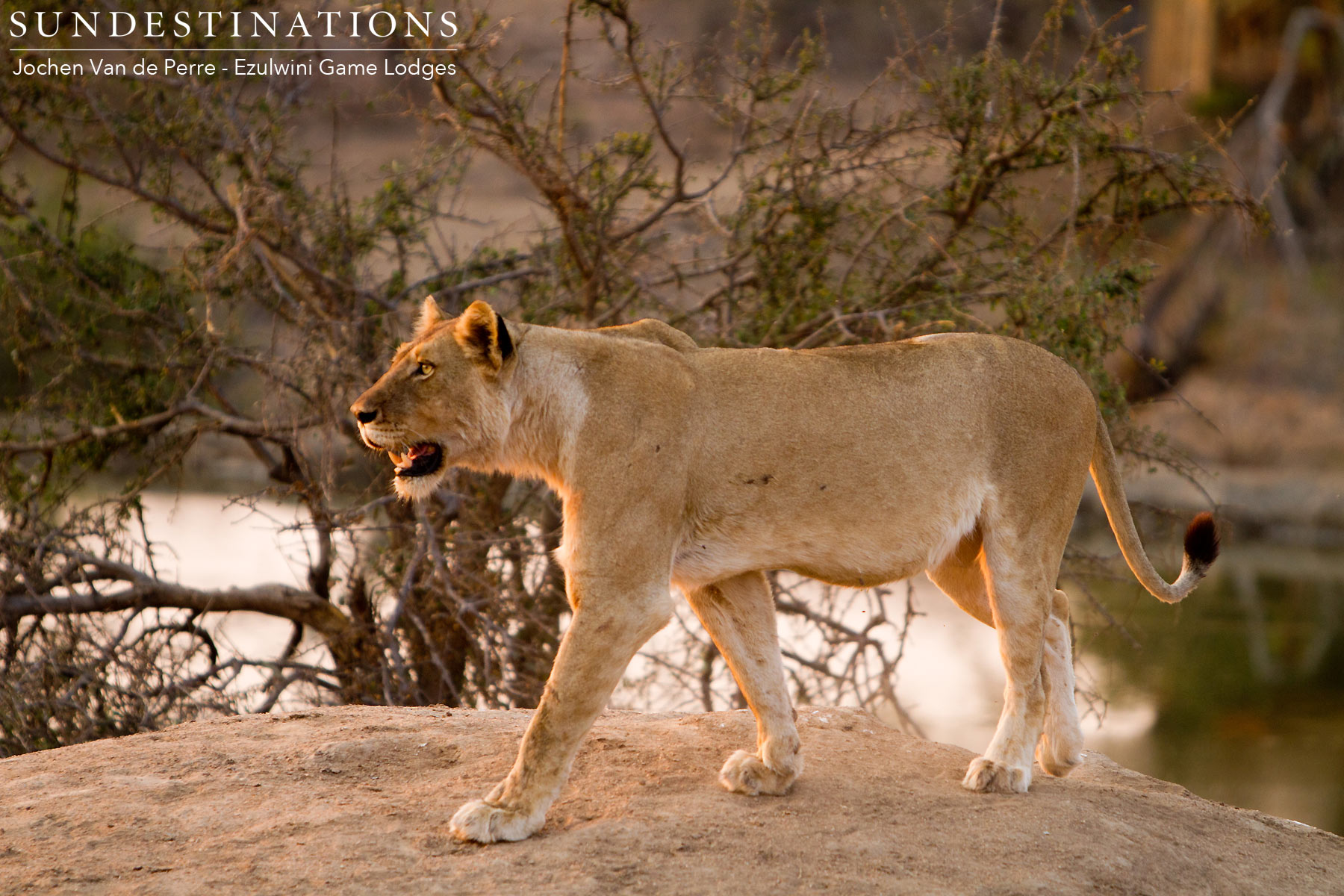 Balule Lioness