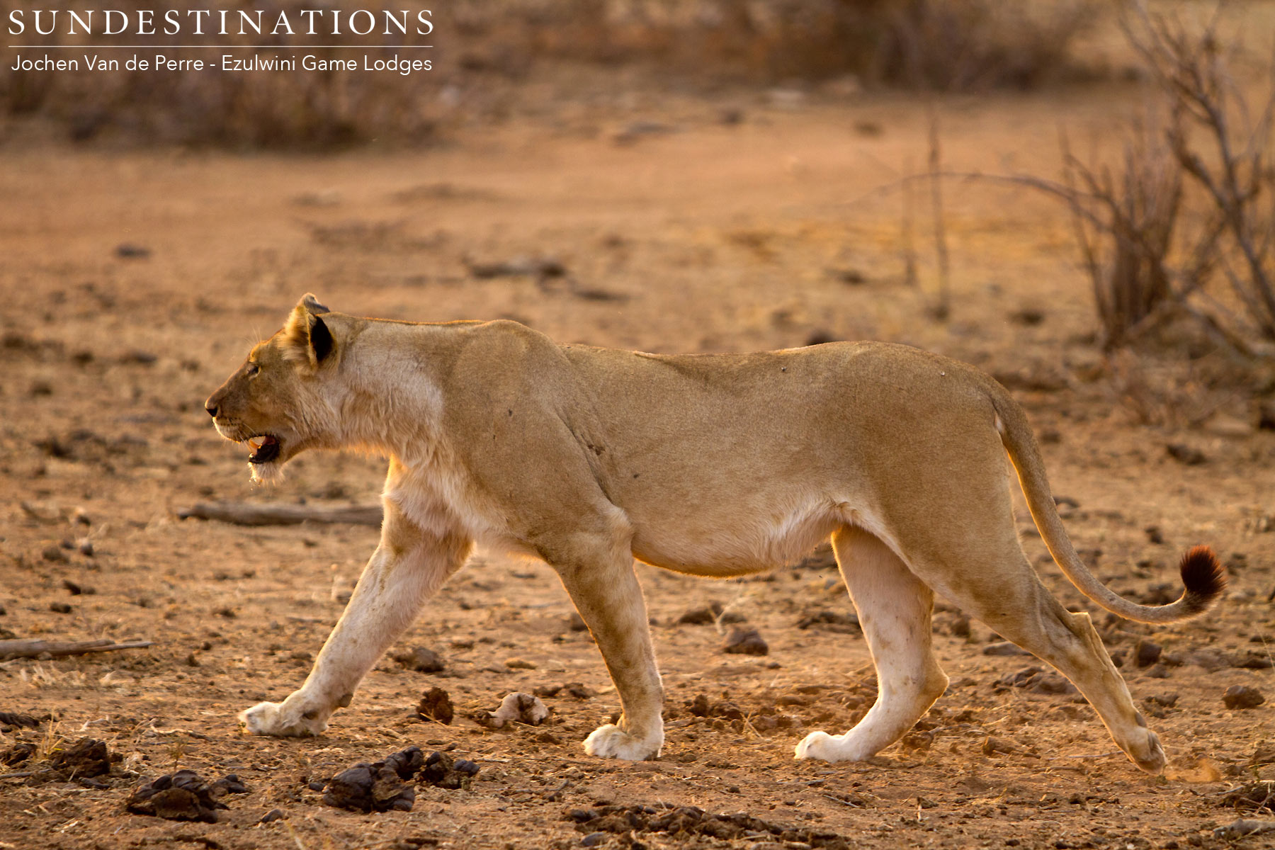Ezulwini Lioness River Pride