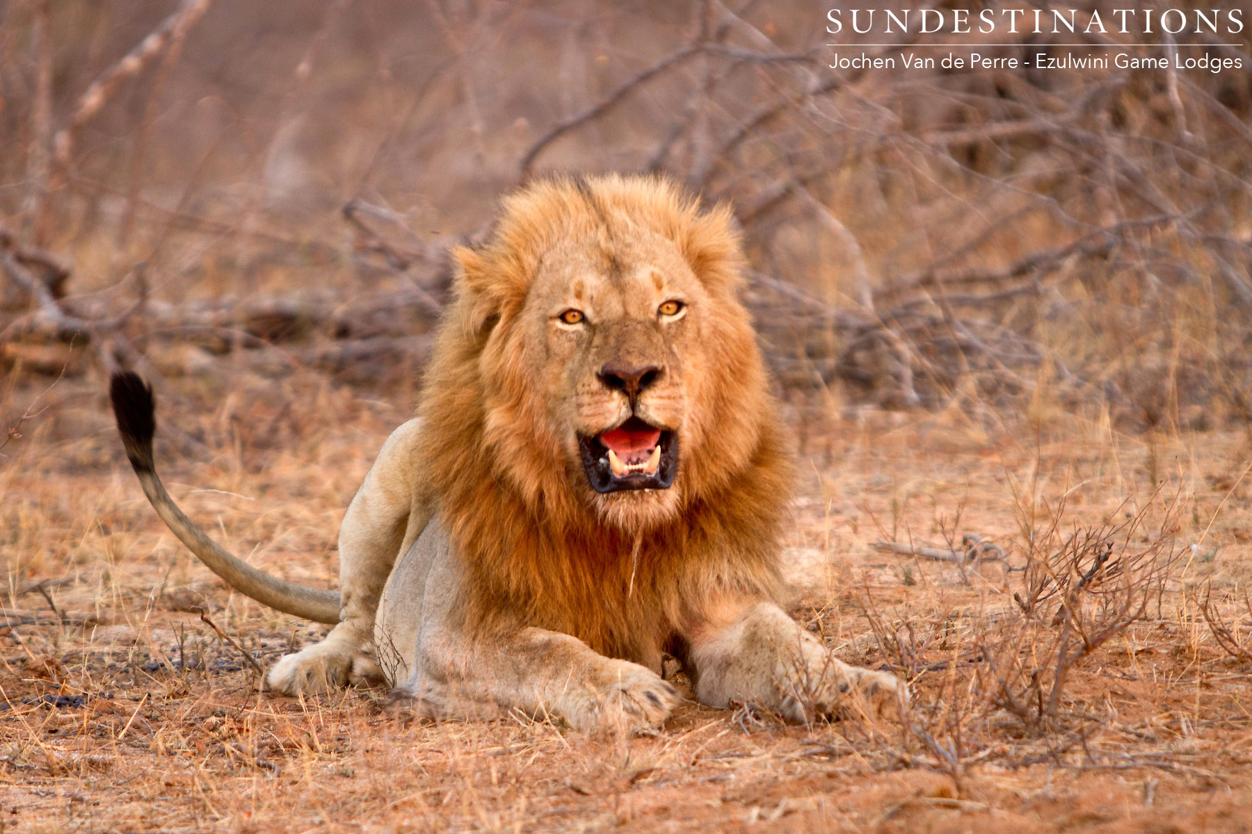 River Pride of Lions