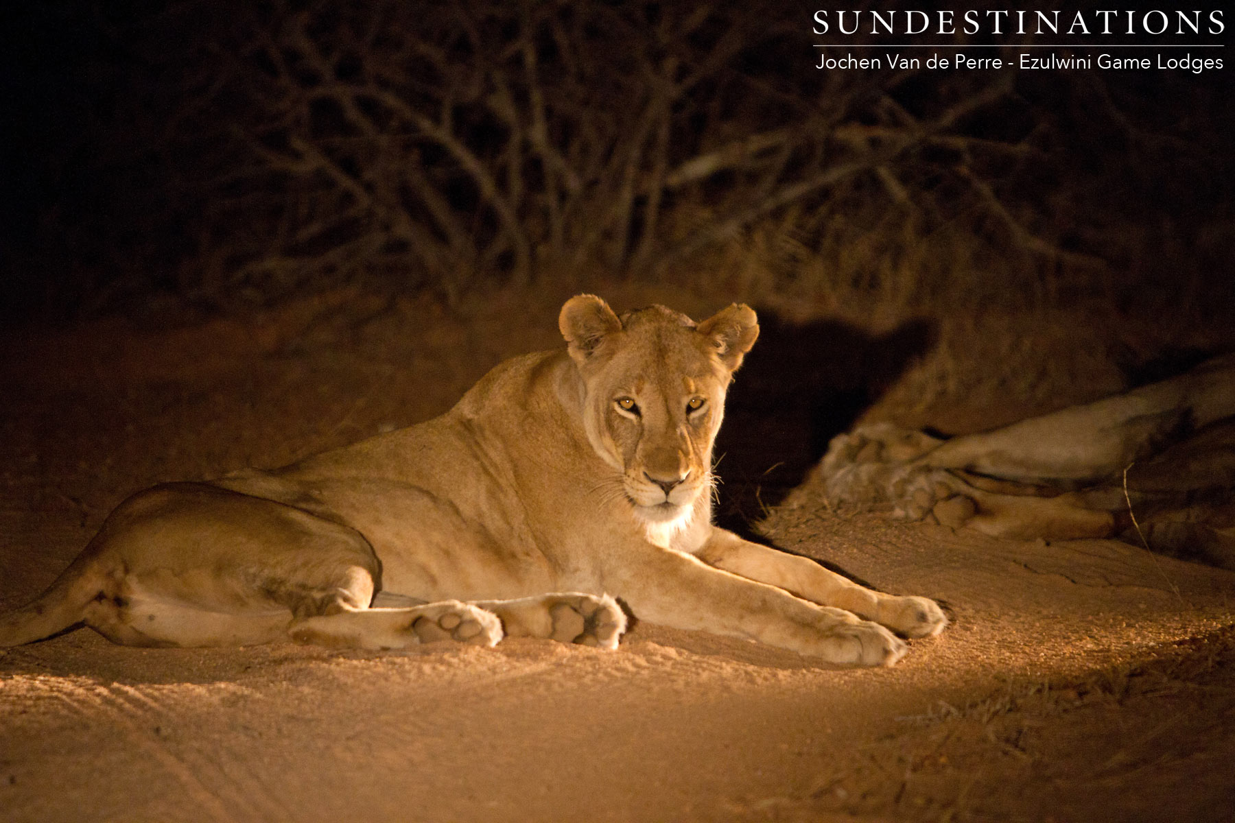Duma's Pride Lioness